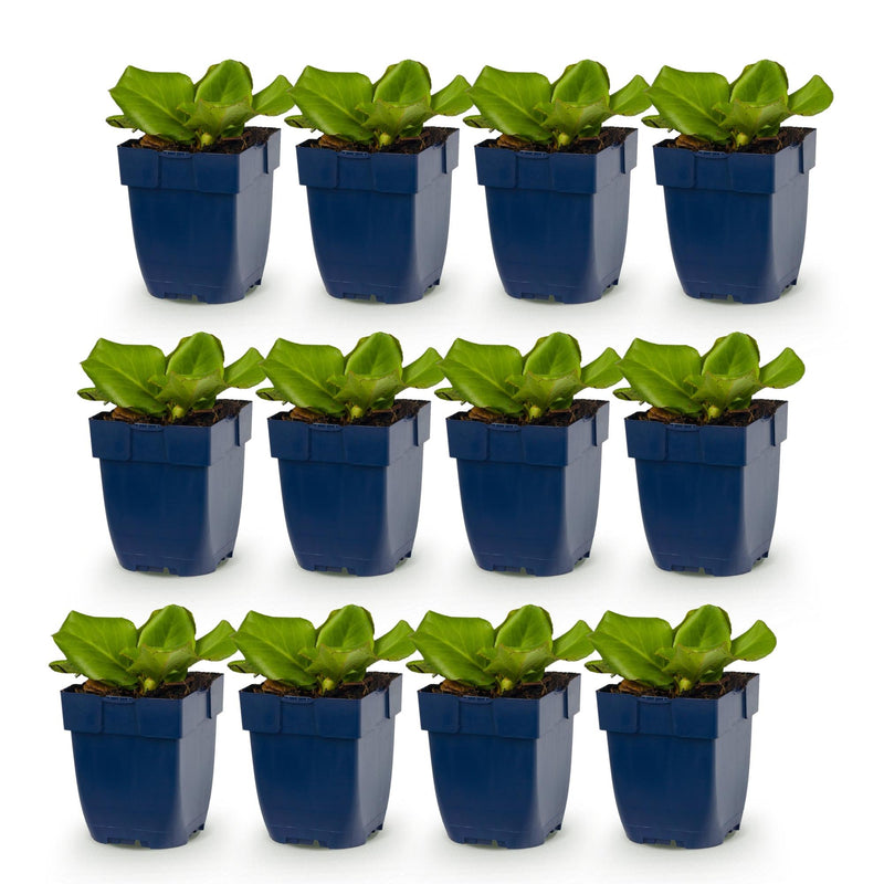 Green boutiQ - Vasteplant - Bergenia cordifolia - Schoenlappersplant - Schaduw - Roze - 12 Planten - Pot 11cm - Hoogte 15-25cm