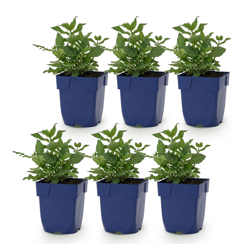 Green boutiQ - Vasteplant - Salvia nem. Sense Deepl Pink - Salie - Bijen en Vlinderlokkers - Roze - 6 Planten - Pot 11cm - Hoogte 15-25cm