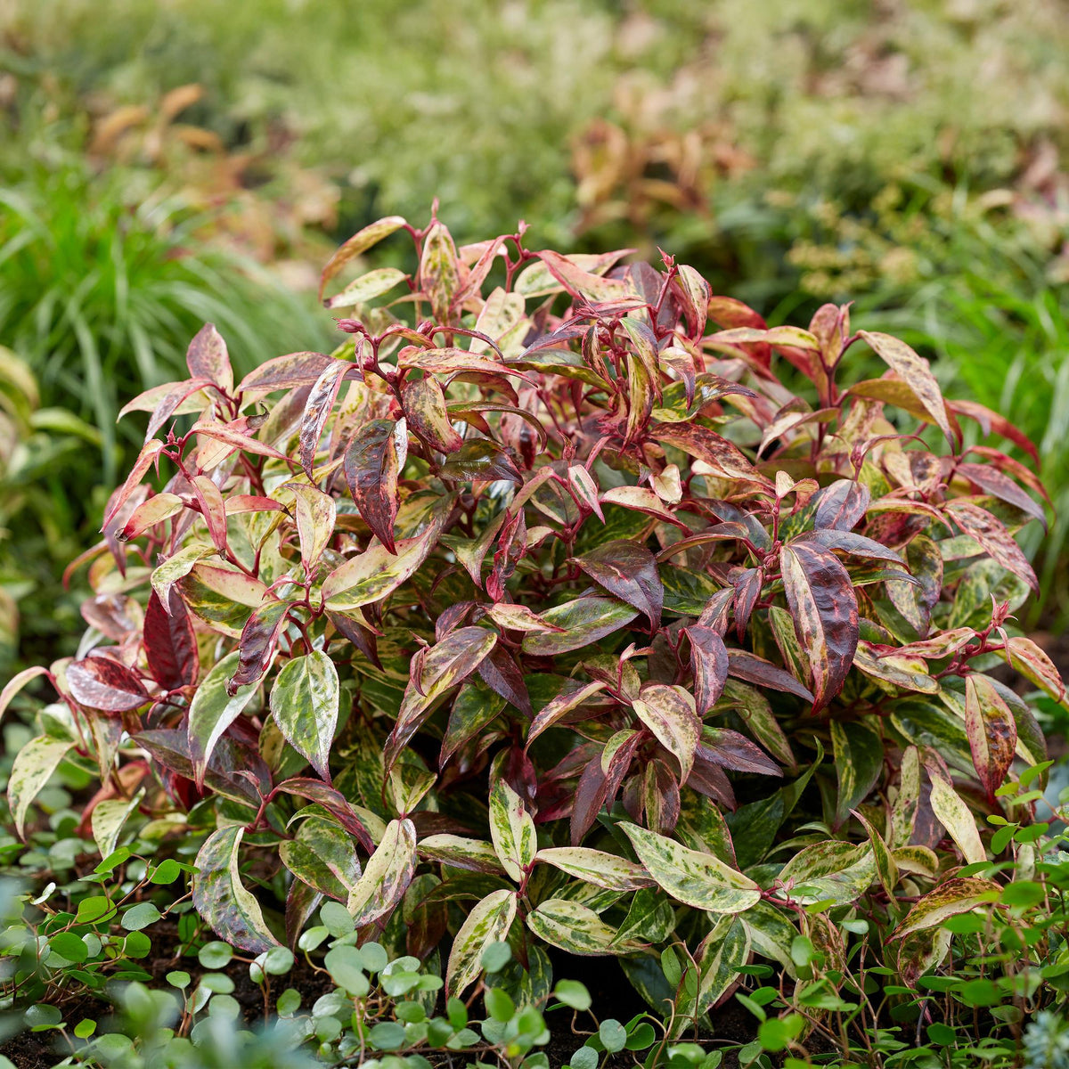 Green boutiQ - Plante de jardin - Leucothoe Makijaz - Marron - 1 Plante - Persistant - Peu d'entretien - Pot 17cm Hauteur 45cm
