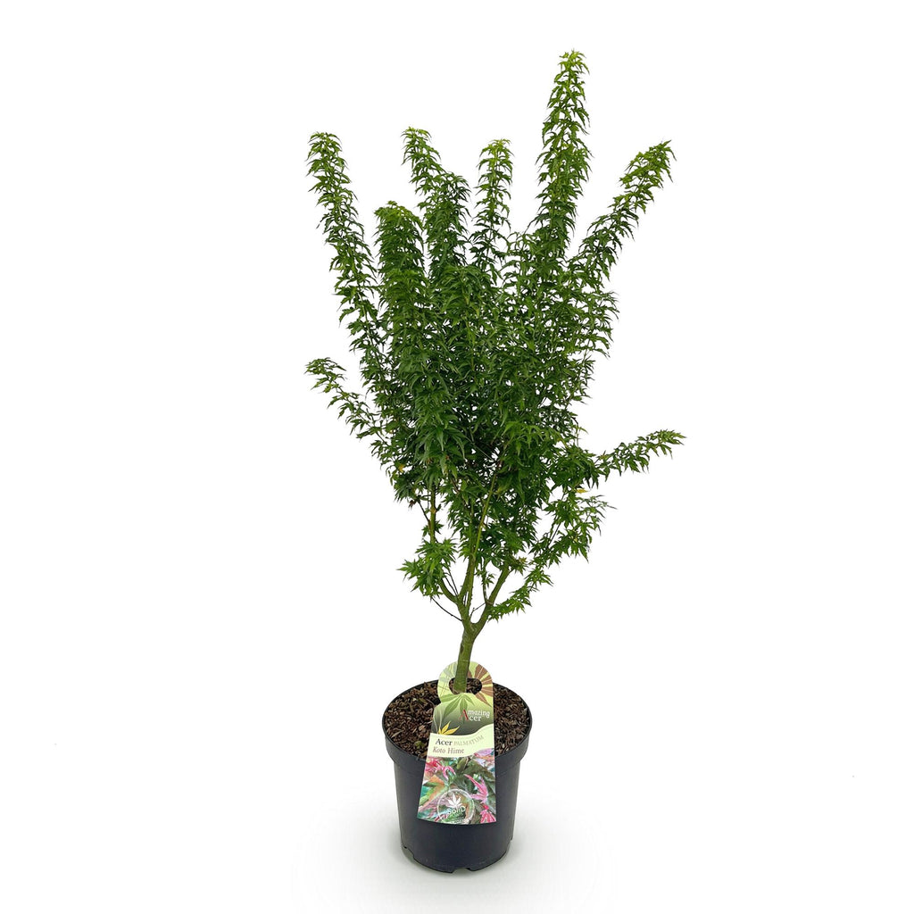 Green boutiQ - Plante de jardin - Acer palmatum Koto Hime - Érable du Japon - Caduc - Vert - 1 - Pot 26 cm - Hauteur 90 cm