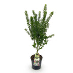 Green boutiQ - Plante de jardin - Acer palmatum Koto Hime - Érable du Japon - Caduc - Vert - 1 - Pot 26 cm - Hauteur 90 cm