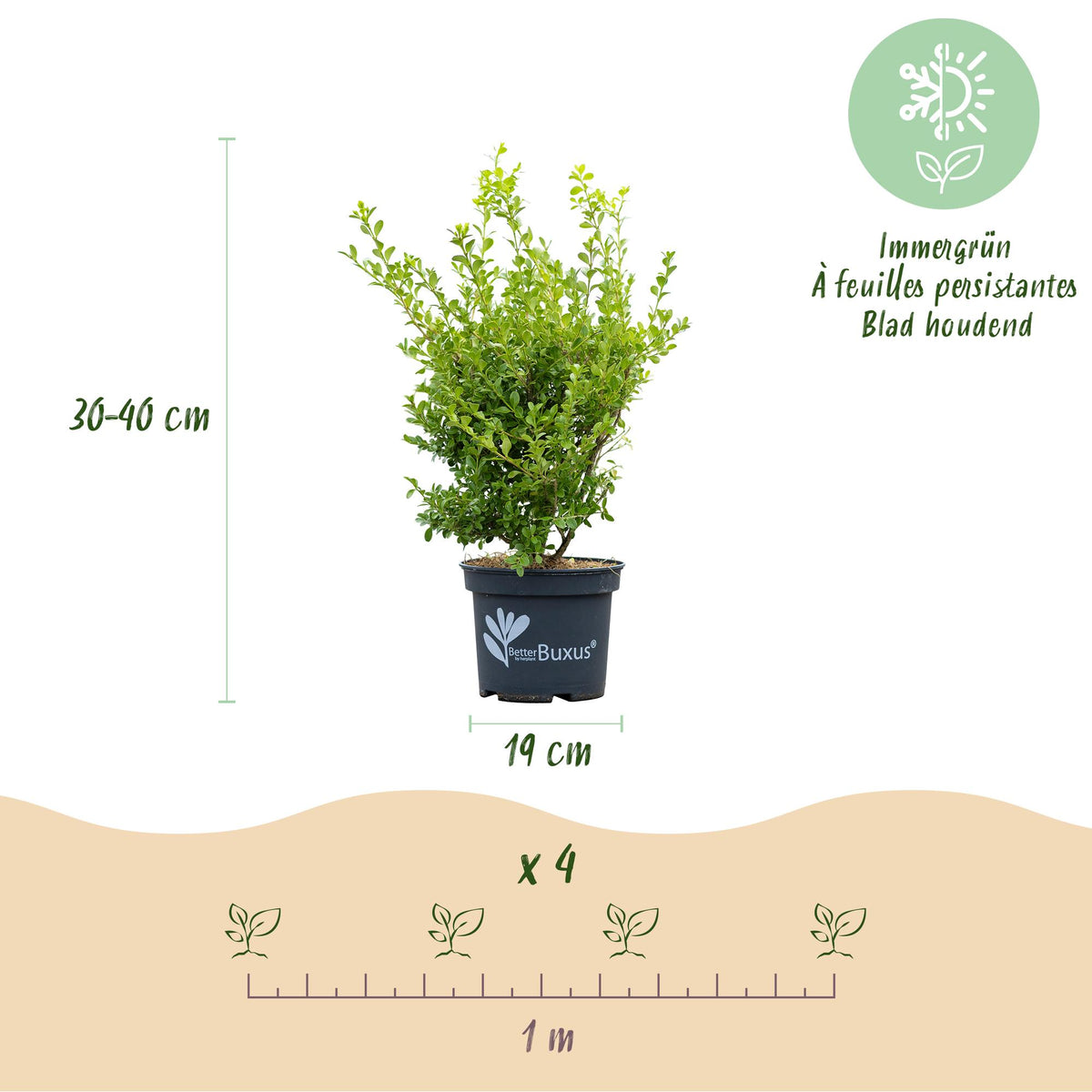 Green boutiQ - Haie de Buis - BetterBuxus Babylon Beauty - Résistante au champignon du buis - 4 plantes - 1 mètre linéaire - pot 19cm hauteur 50-55