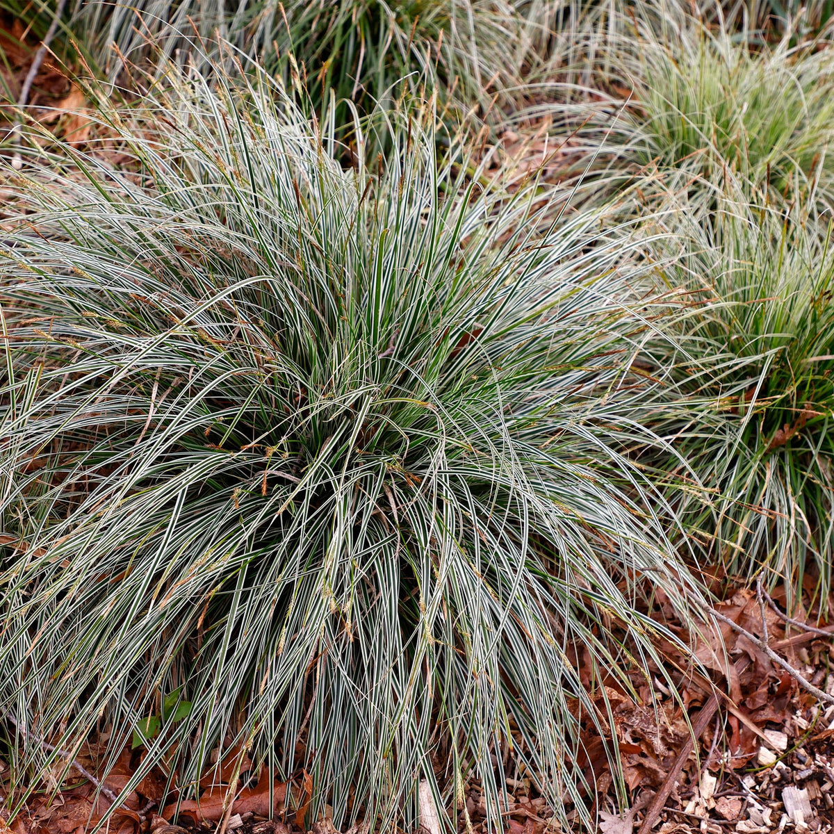 Green boutiQ - Graminées ornementales - Carex oshimensis Everest - Blanc et vert - 2 plantes - Persistant - Peu d'entretien - Pot 17cm Hauteur 50cm
