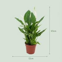 Spathiphyllum - Ø 12 cm - Hoogte: 35 - 40 cm