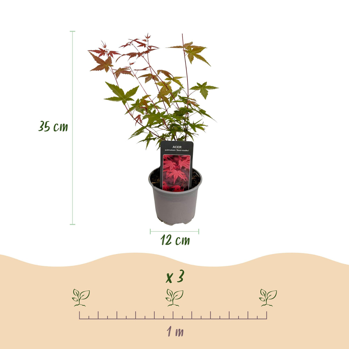 Green boutiQ - Plante de jardin - Acer palmatum Tricolour - Rouge-Vert-Orange - 3 Plantes - Caduc - Peu d'entretien - Pot 12cm Hauteur 35cm