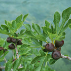 Green boutiQ - Plante sur tige - Ficus carica Brown Turkey - Plante de terrasse - Caduc - Rustique - Fruit vert - Pot 19cm Hauteur 90cm