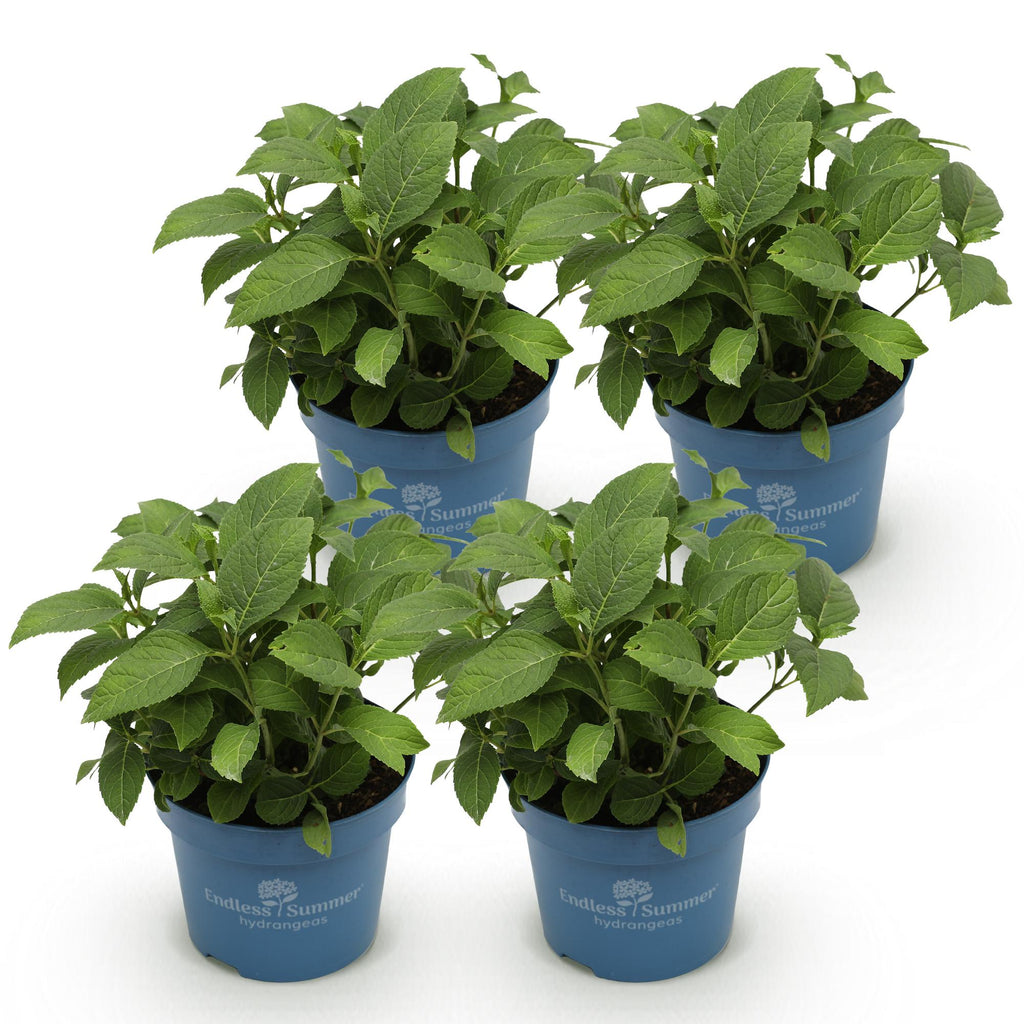 Green boutiQ - Tuinplant - Hydrangea Endles Summer Summer Love Purple - Hortensia - Winterhard - Paars - 4 Planten - Pot 14cm - Hoogte 20-25cm
