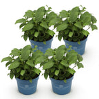 Green boutiQ - Tuinplant - Hydrangea Endles Summer Summer Love Purple - Hortensia - Winterhard - Paars - 4 Planten - Pot 14cm - Hoogte 20-25cm