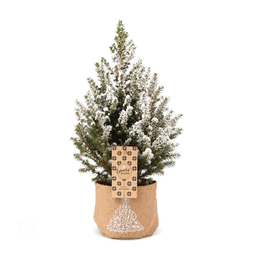 Picea glauca Conica - Dwarf Alberta Spruce - Green - White - Christmas tree - incl. jute bag - Ø17cm - ↕65cm