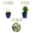 Green boutiQ - Stauden - Aster Tricolor - Strandaster - Bienen- und Schmetterlingsmagnet - Lila - Rosa - Weiß - 12 Pflanzen - Topf 11cm - Höhe 15-25cm