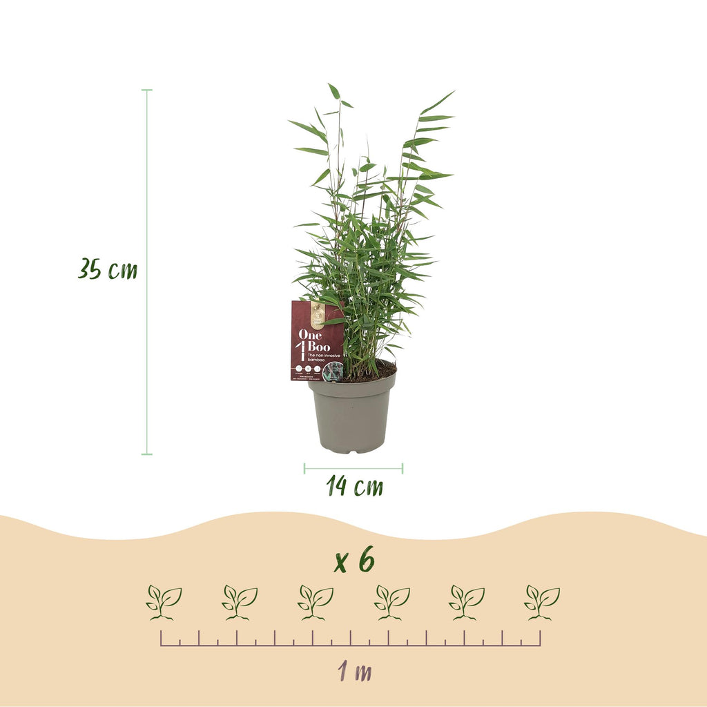 Green boutiQ - Bambou - Fargesia Red Dragon - Vert - 2 Plantes - Persistant - Non traçant - Pot 14cm Hauteur 35cm