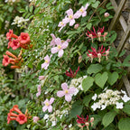 8x Plantes grimpantes Rainbow Colorful - Rose clair - Blanc - Violet - Grimpante - Ø9cm - ↕35cm