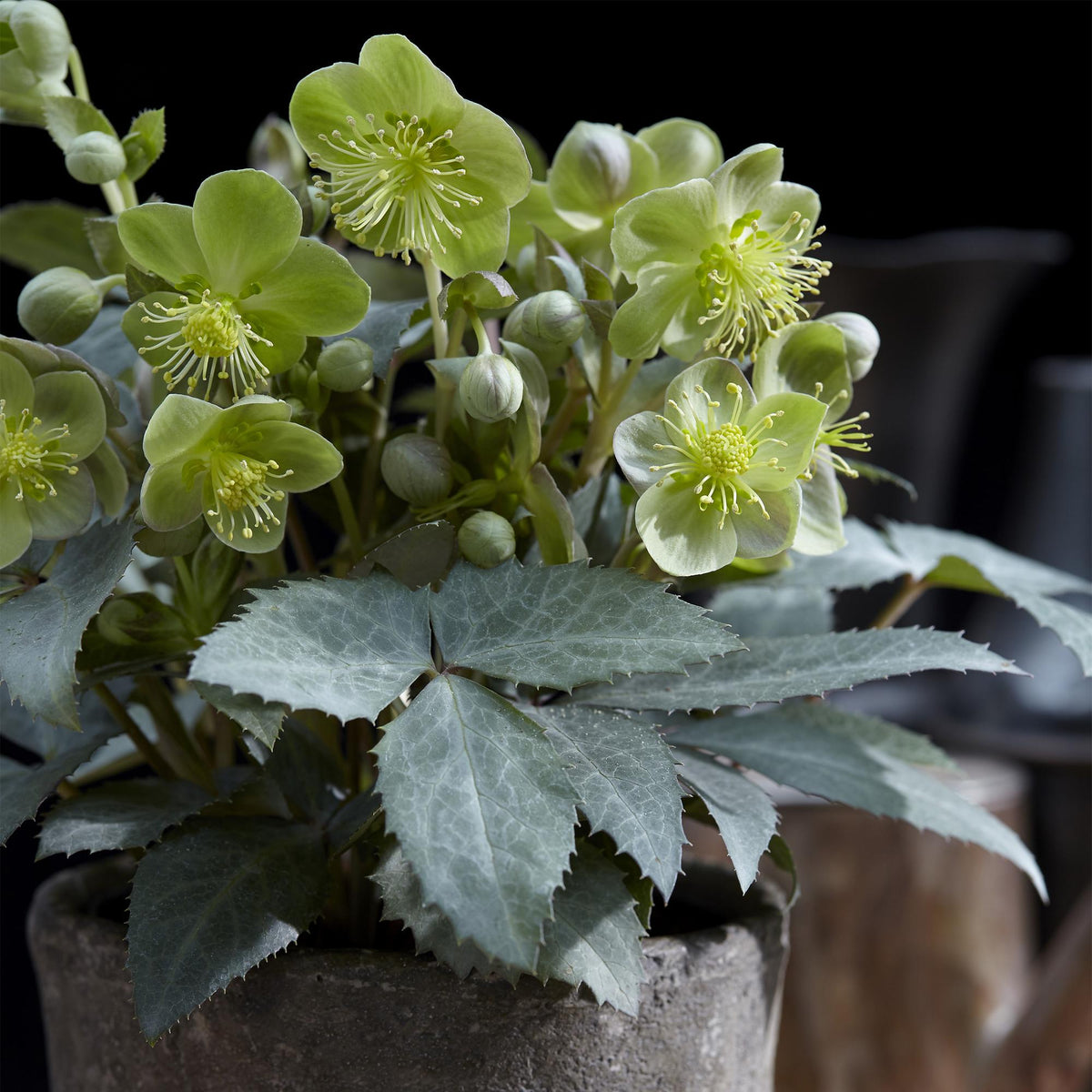 Green boutiQ - Plante de jardin - Rose de Carême - Helleborus sternii Silver Dollar - Fleur verte - 2 plantes - Persistant - Pot 14cm Hauteur 35cm