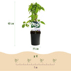 Green boutiQ - Plante grimpante - Clematis montana Grandiflora - Fleur blanche - Floraison précoce - Peu d'entretien - 2 plantes - Pot 11cm Hauteur 40cm