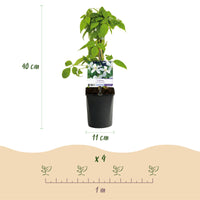 Green boutiQ - Klimplant - Clematis montana Grandiflora - Bloem Wit - Vroegbloeiend - Weinig onderhoud -2 planten -  Pot 11cm Hoogte 40cm