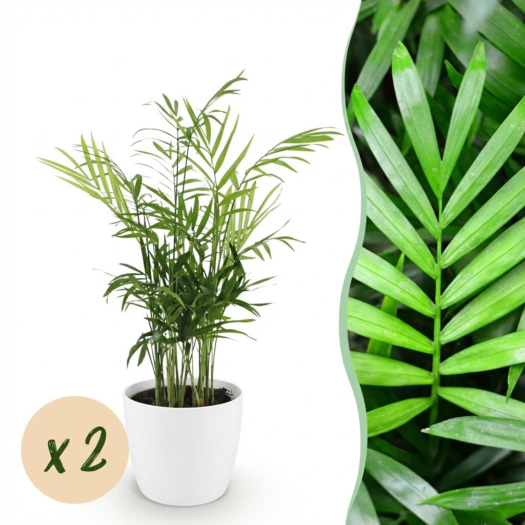 Green boutiQ - Zimmerpflanze - Chamaedorea elegans - Bergpalme - Haustierfreundliche Pflanze - Grün - 2 Pflanzen - mit Topf Weiß - Topf 12cm - Höhe 15cm