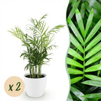 Green boutiQ - Zimmerpflanze - Chamaedorea elegans - Bergpalme - Haustierfreundliche Pflanze - Grün - 2 Pflanzen - mit Topf Weiß - Topf 12cm - Höhe 15cm