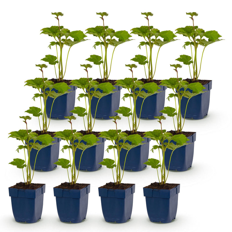 Green boutiQ - Vasteplant - Anemone hybr. Kön. Charlotte - Herfst Anemoon - Schaduw - Roze - 12 Planten - Pot 11cm - Hoogte 15-25cm