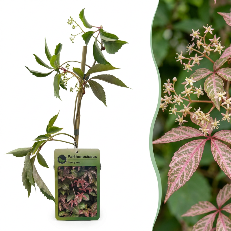 6x Parthenocissus henryana - Chinesischer Wilder Wein - Grün - Kletterpflanze - Ø9cm - ↕35cm