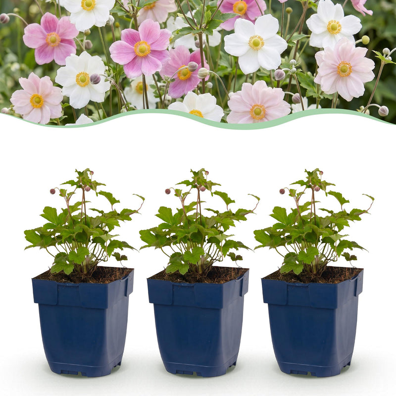 Green boutiQ - Vasteplant - Anemone Tricolour - Herfst Anemone - Schaduw - Donker Roze - Roze - Wit - 12 Planten - Pot 11cm - Hoogte 15-25cm