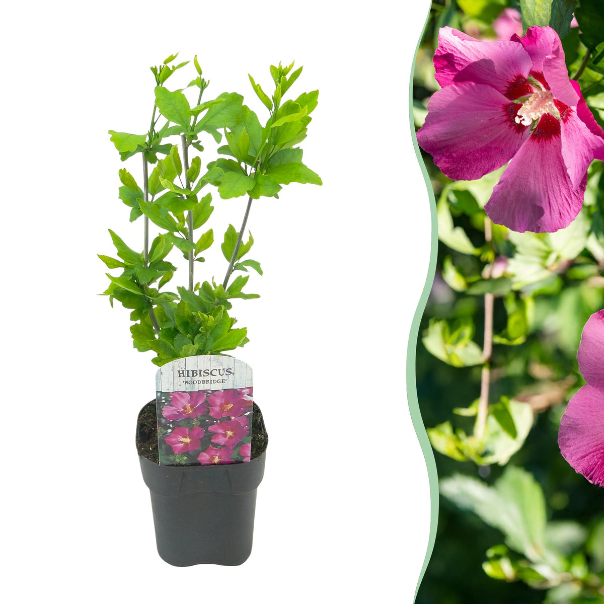Green boutiQ - Arbustes - Hibiscus syriacus Woodbridge - Fleur rose - 1 plante - Caduc - Peu d'entretien - Pot 17cm Hauteur 45cm