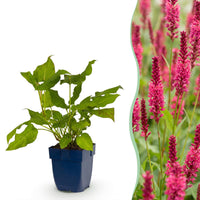 Green boutiQ - Vasteplant - Persicaria amplexicaulis - Duizendknoop - Schaduw - Rood - 1 Plant - Pot 11cm - Hoogte 15-25cm