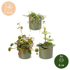 3x Baby Peperomia Mix - Green - Red - Tropical - incl. Linnea Olive - Ø6cm - ↕5-15cm