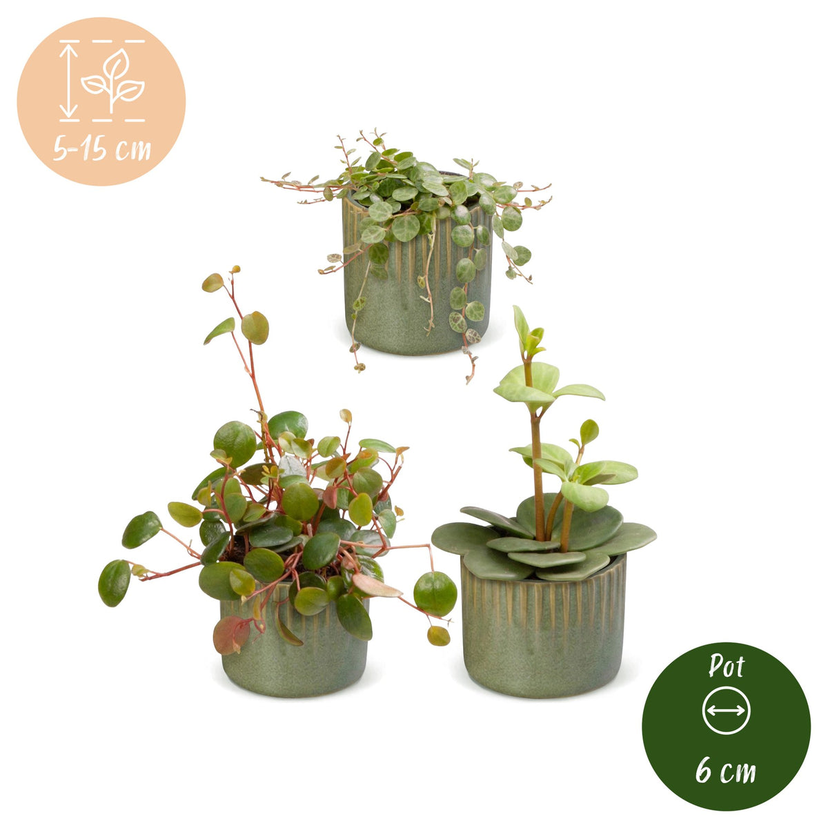3x Baby Peperomia Mix - Green - Red - Tropical - incl. Linnea Olive - Ø6cm - ↕5-15cm