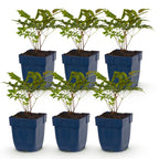 Green boutiQ - Stauden - Astilbe (A) Fanal - Prachtspiere - Schatten - Rot - 6 Pflanzen - Topf 11cm - Höhe 15-25cm