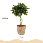 Green boutiQ - Green is… Plantes d'intérieur - Schefflera Gold Capelle - Arbre ombrelle - Peu d'entretien - avec panier - Vert - or - 1 Plante - Pot 21cm - Hauteur 70-81cm