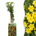 Jasminum nudiflorum - Jasmin d'hiver - Jaune - Grimpante - Ø9cm - ↕35cm