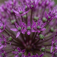 60x Allium Miami - Sierui - Paars - Zomerbloeier - Bolmaat 10/+