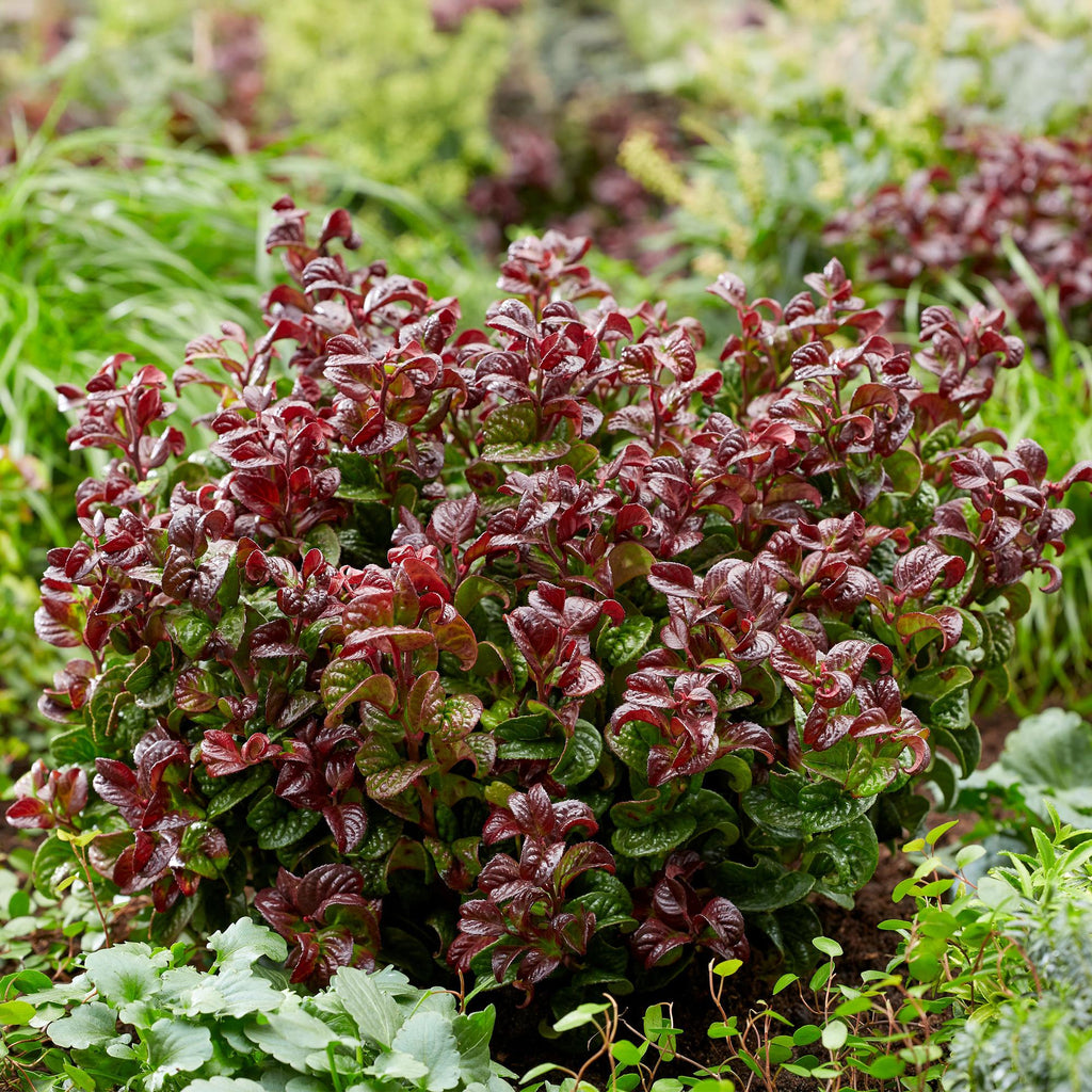 Green boutiQ - Gartenpflanze - Leucothoe Curly Red - Rot - 2 Pflanzen - Immergrün - Pflegeleicht - Topf 17cm Höhe 40cm