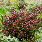Green boutiQ - Gartenpflanze - Leucothoe Curly Red - Rot - 2 Pflanzen - Immergrün - Pflegeleicht - Topf 17cm Höhe 40cm