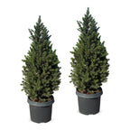 2x Picea glauca Conica - Dwarf Alberta Spruce - Green - Christmas tree - Ø23cm - ↕80cm