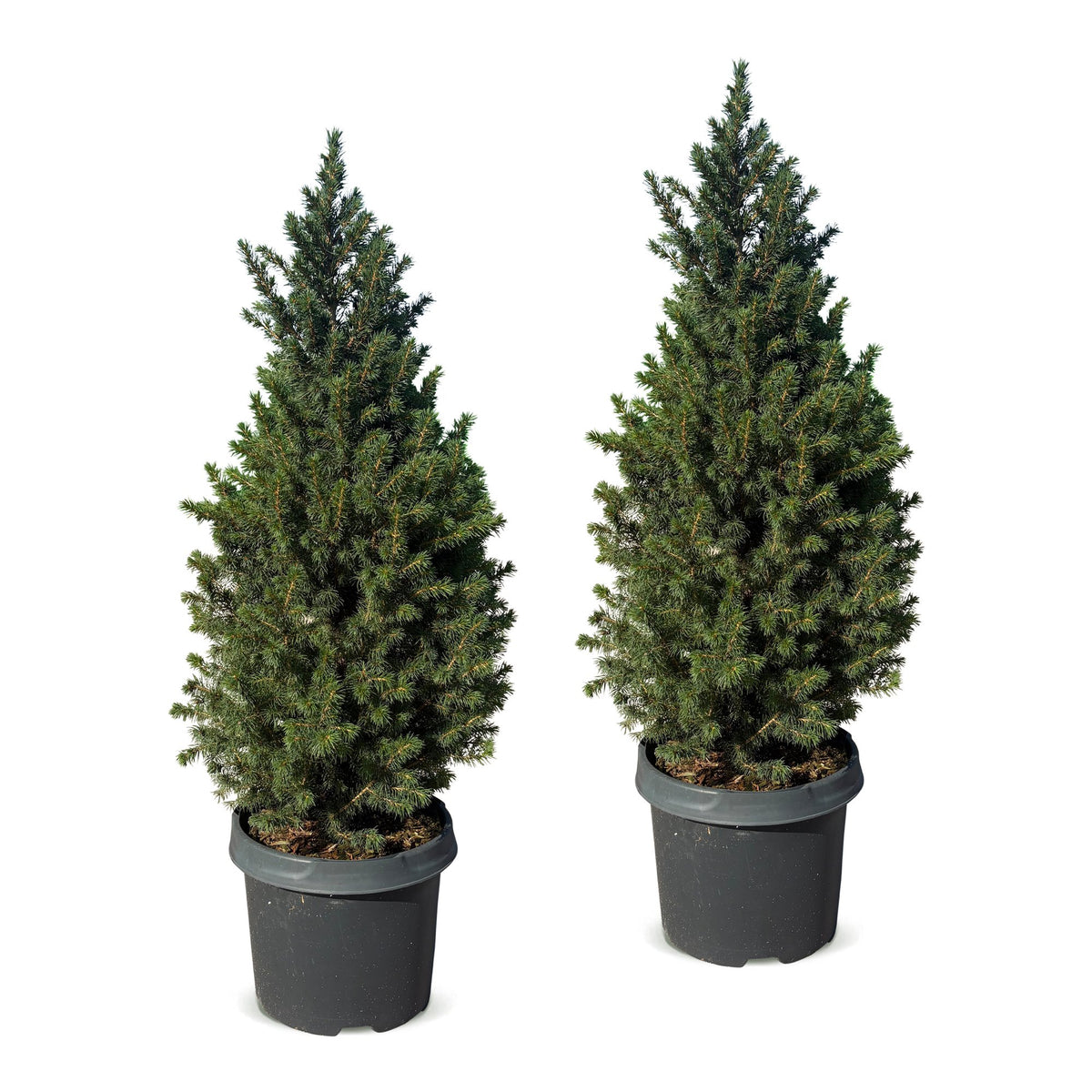 2x Picea glauca Conica - Dwarf Alberta Spruce - Green - Christmas tree - Ø23cm - ↕80cm