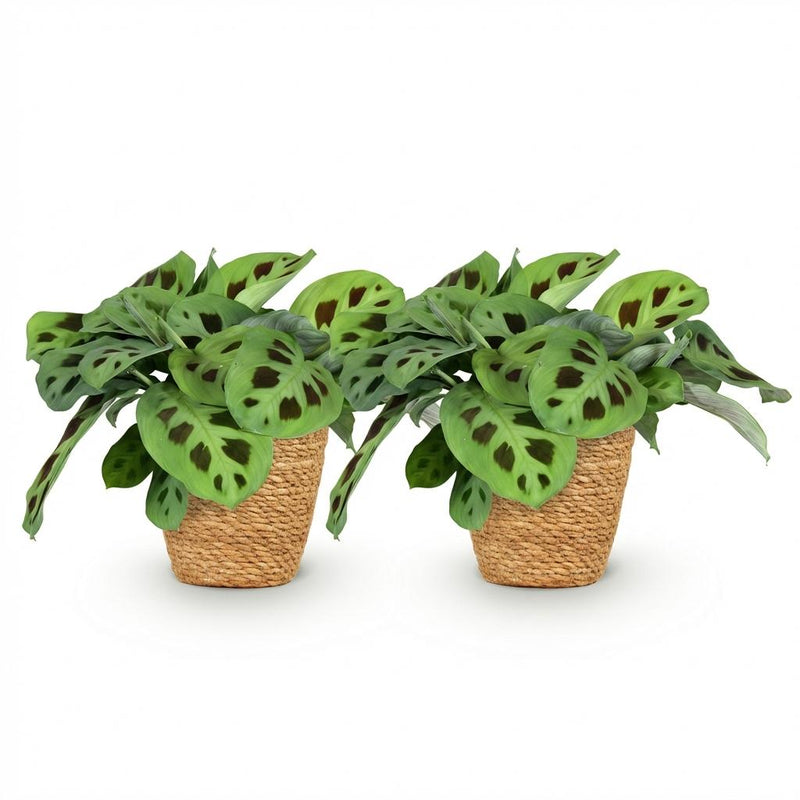 Green boutiQ - Kamerplant - Maranta Fascinator Kerchoveana - Zebraplant - Huisdiervriendelijke Plant - Groen - 2 Planten - met Mand - Pot 12cm - Hoogte 25cm