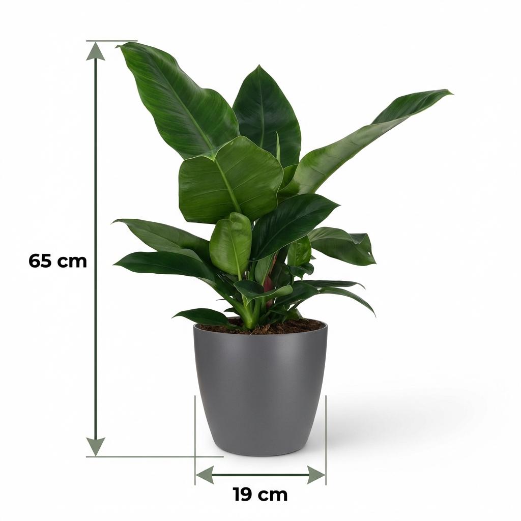Green boutiQ - Plante d'intérieur - Philodendron - Philodendron Imperial Green - Vert - Entretien facile - 1 plante - avec pot gris - Pot 19cm - Hauteur 65cm