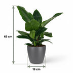 Green boutiQ - Plante d'intérieur - Philodendron - Philodendron Imperial Green - Vert - Entretien facile - 1 plante - avec pot gris - Pot 19cm - Hauteur 65cm