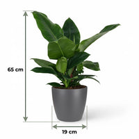Green boutiQ - Kamerplant - Philodendron - Philodendron Imperial Green - Groen - Weinig onderhoud - 1 Plant - met Potter Grijs - Pot 19cm - Hoogte 65cm