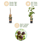 Green boutiQ - Plante fruitière - Ficus carica Little Miss Figgy - Figuier - Rustique - Fruit rouge - 2 plantes - Pot 15 cm - Hauteur 50 cm