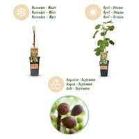 Green boutiQ - Fruitplant - Ficus caria Little miss Figgy - Vijgenboom - Winterhard - Rode Vrucht - 2 Planten - Pot 15cm - Hoogte 50cm