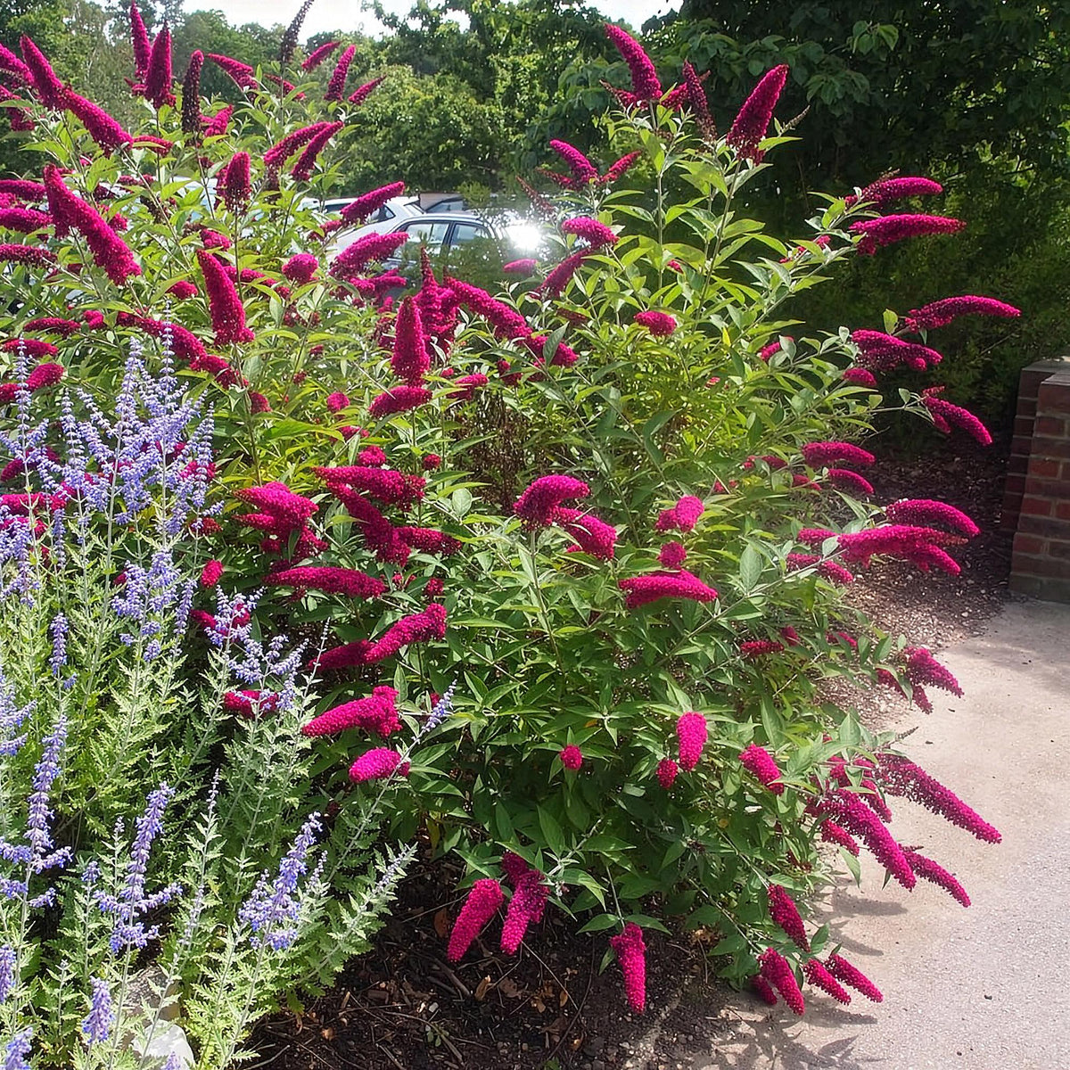 Green boutiQ - Tuinplant - Buddleja davidii Royal Red - Vlinderstruik - Winterhard - Rood - 1 Plant - Pot 17cm - Hoogte 45cm