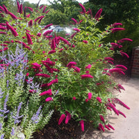 Green boutiQ - Tuinplant - Buddleja davidii Royal Red - Vlinderstruik - Winterhard - Rood - 1 Plant - Pot 17cm - Hoogte 45cm
