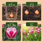 12x Tulipe Mata Hari - Tulipe Mata Hari - Rose et Blanc - Floraison printanière - Calibre 11/12