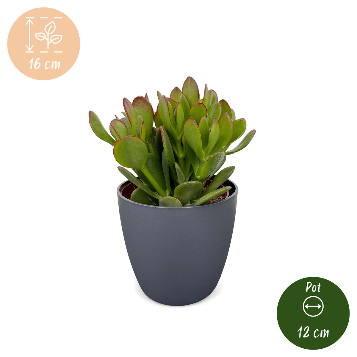Crassula Ovata - Jade plant - Green - Succulent/cactus - incl. grijze pot - Ø12cm
