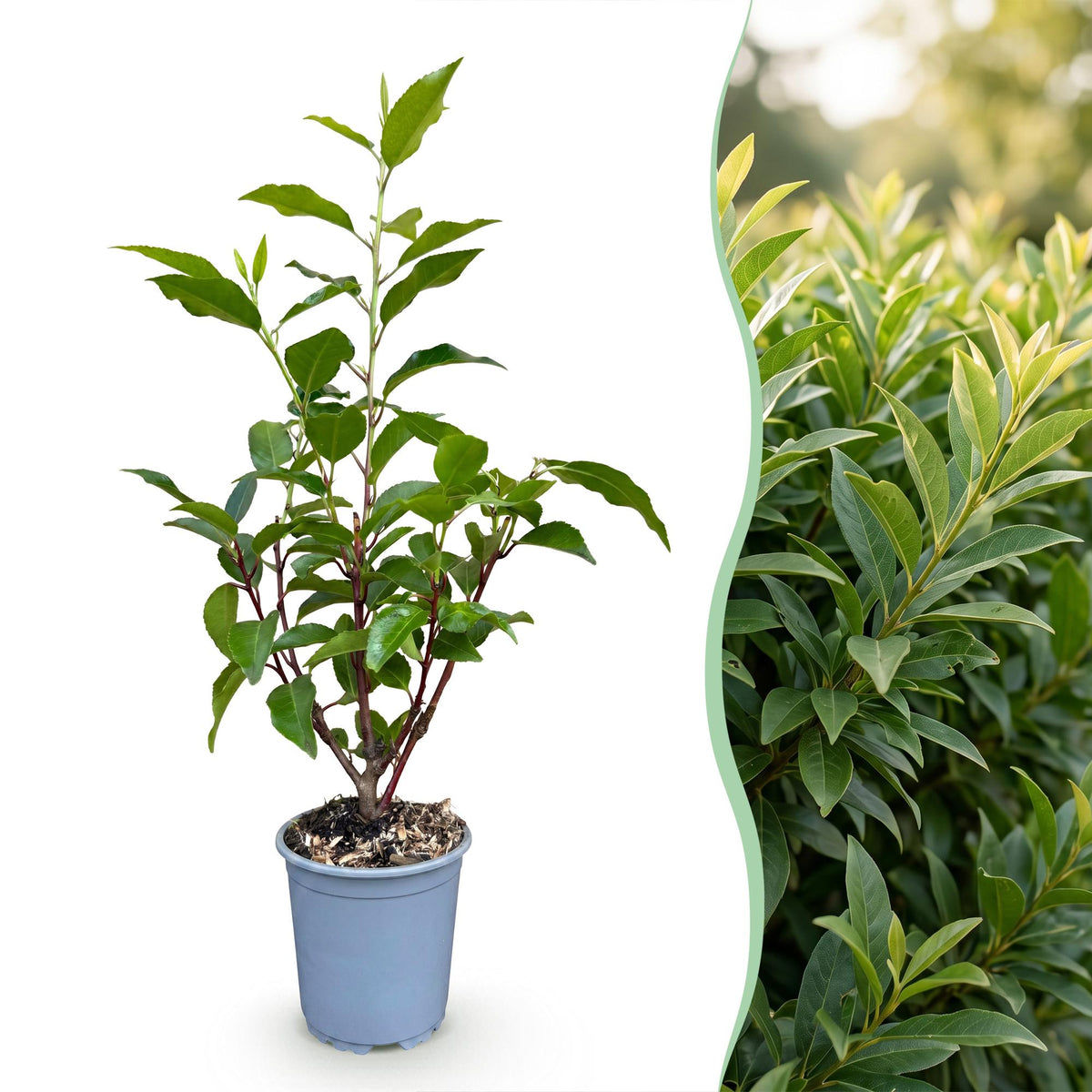 Green boutiQ - 40x Prunus lusitanica Angustifolia - Portugese Laurier - Haagplanten - Groenblijvend - Groen - Pot 9cm - Hoogte 25-35cm