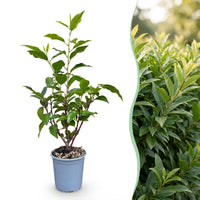 Green boutiQ - 40x Prunus lusitanica Angustifolia - Portugese Laurier - Haagplanten - Groenblijvend - Groen - Pot 9cm - Hoogte 25-35cm
