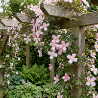4x Clematis mont. 'Mayleen' - Mountain clematis - Light Pink - Climber - Ø9cm - ↕35cm