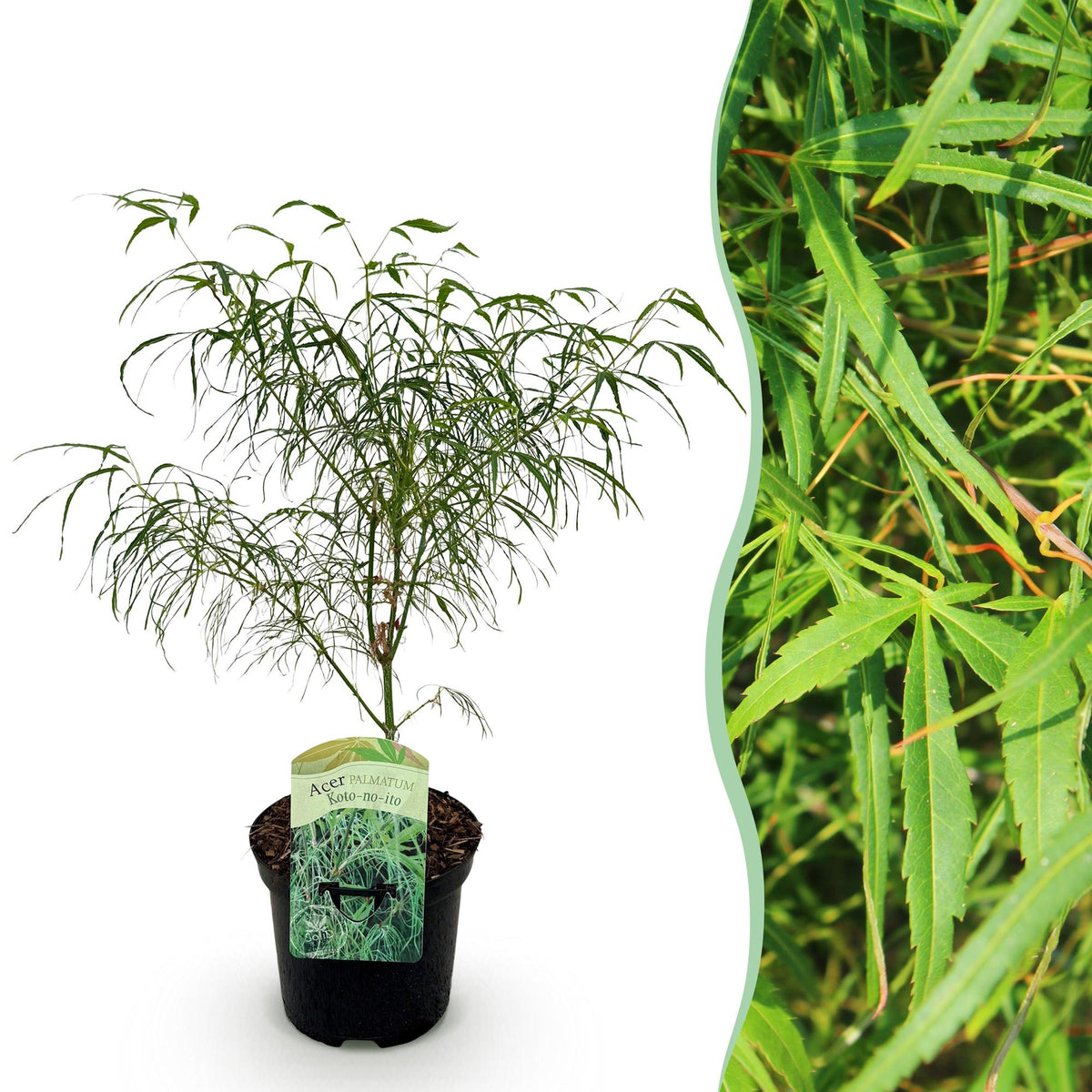 Green boutiQ - Plante de terrasse - Érable du Japon - Acer palmatum Koto-no-ito - Vert - 1 plante - Caduc - Pot 19cm Hauteur 70cm